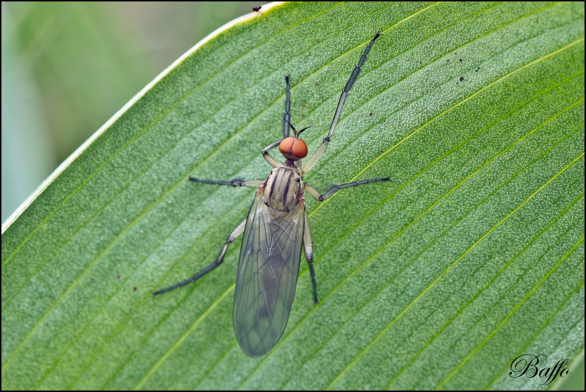 Empididae genere Empis, (forse E. livida)??